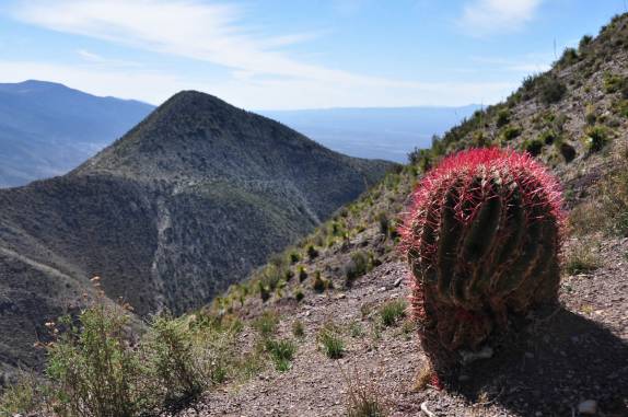 Um colorido cactus nas montanhas de Real de Catorce, pueblo mágico no norte do México